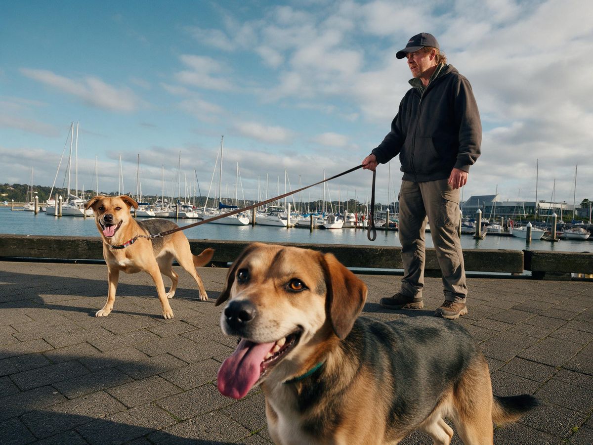 dog training project in Park Shore, Naples